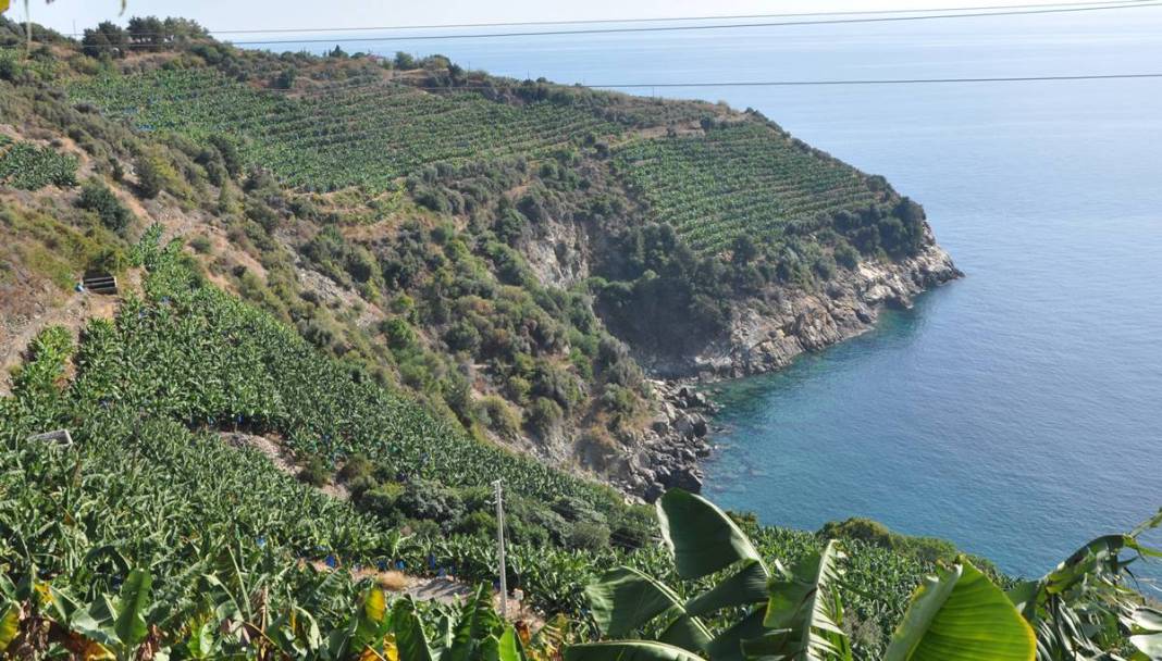 Bu meyvelerin üretimi derhal durdurulmalı: Türkiye'yi felakete sürüklüyor! Hiç kimse farkında değil, tehlike kapıda 7